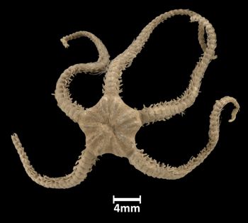 Media type: image;   Invertebrate Zoology OPH-2687 Aspect: dorsal